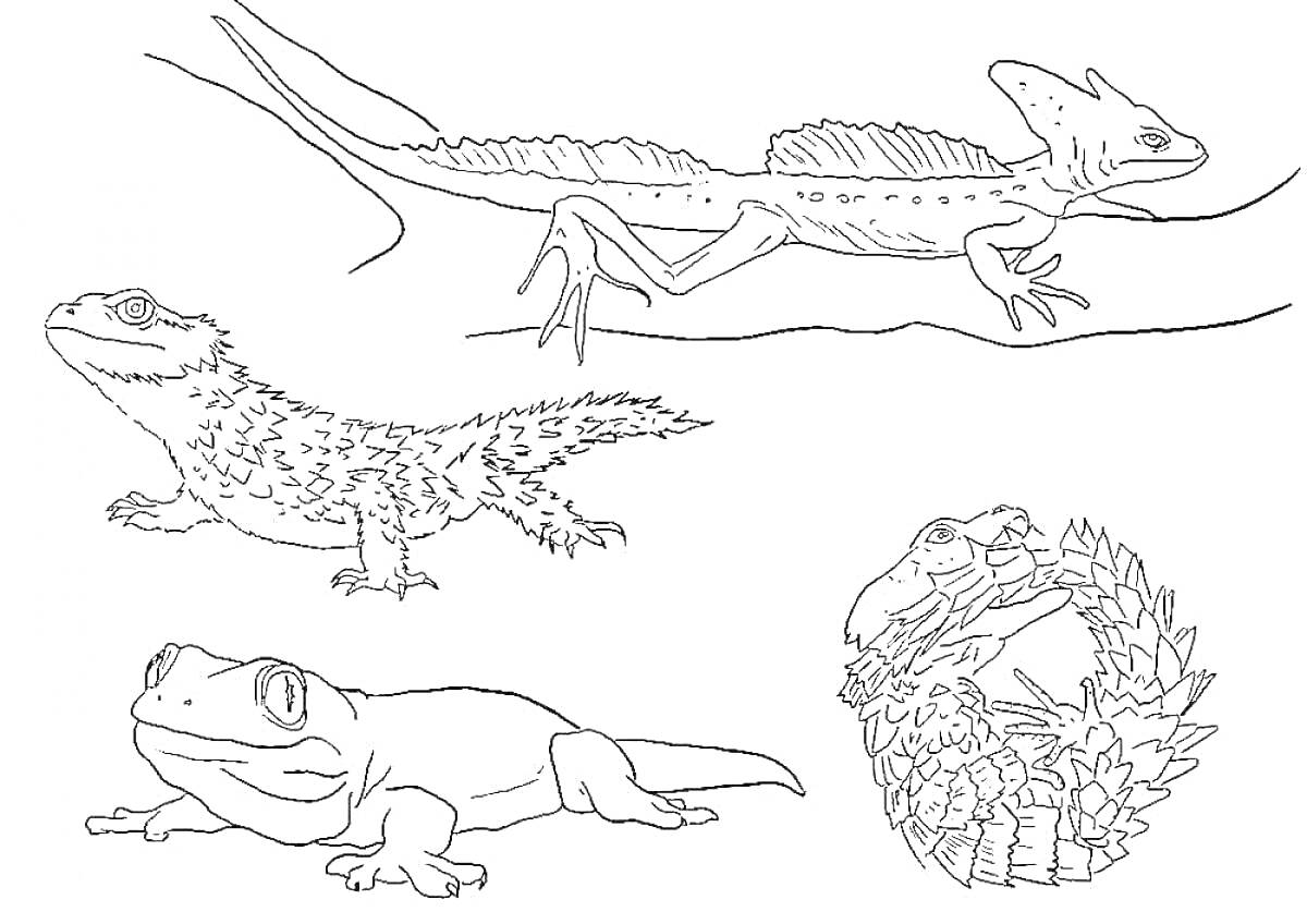 Раскраска Ящерица на ветке, ящерица с колючками, ящерица с большими глазами, свернувшаяся кольцом рептилия