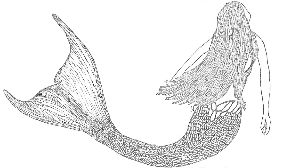 На раскраске изображено: Русалка, Хвост русалки, Длинные волосы, Плавание, Чешуя, Иллюстрация