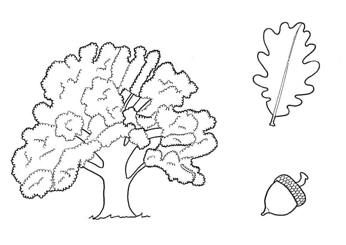 На раскраске изображено: Дуб, Листья, Природа, Растения, Деревья, Желуди