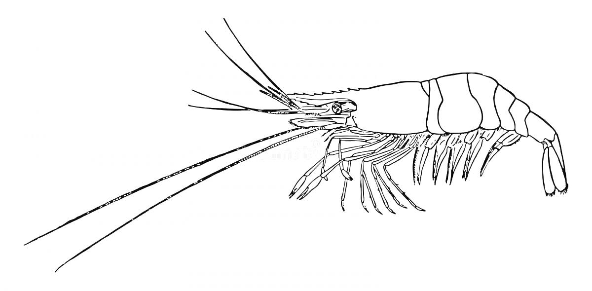 Креветка с длинными усиками и множеством ног