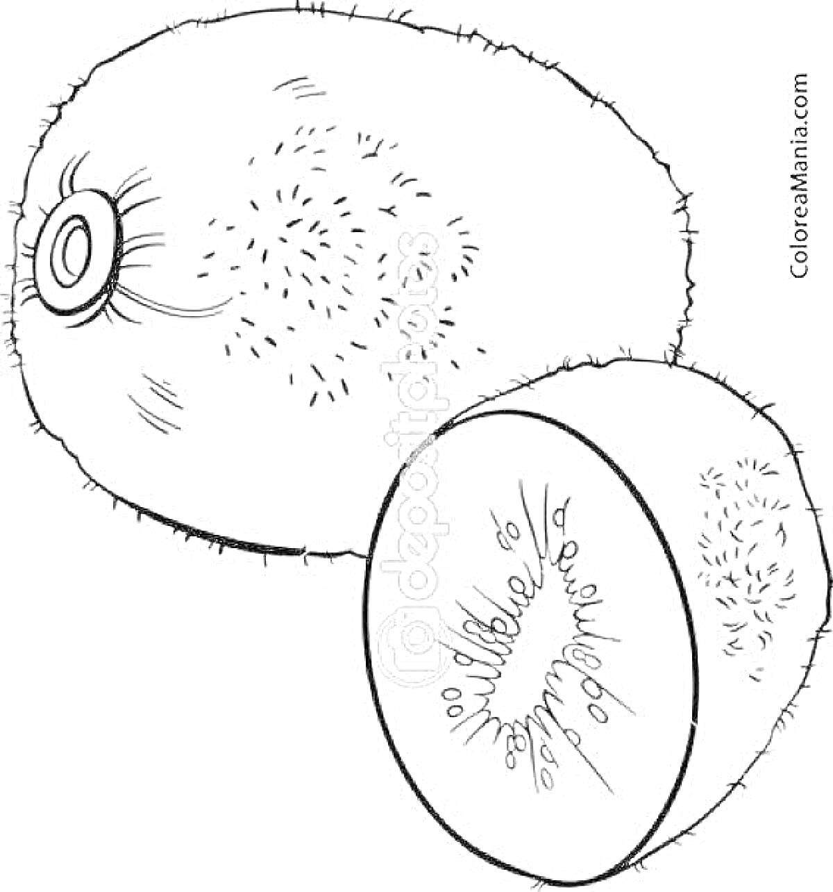 Раскраска два киви, один целый, один разрезанный пополам