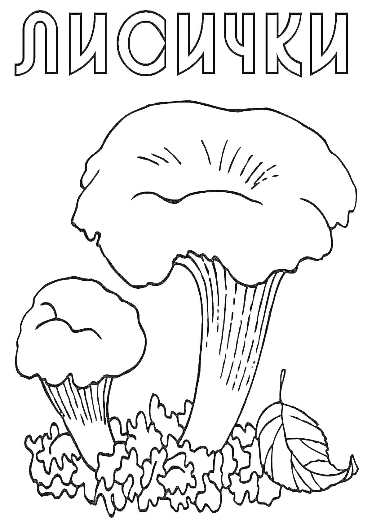 Раскраска Лисички, два гриба лисички с травой и листиком