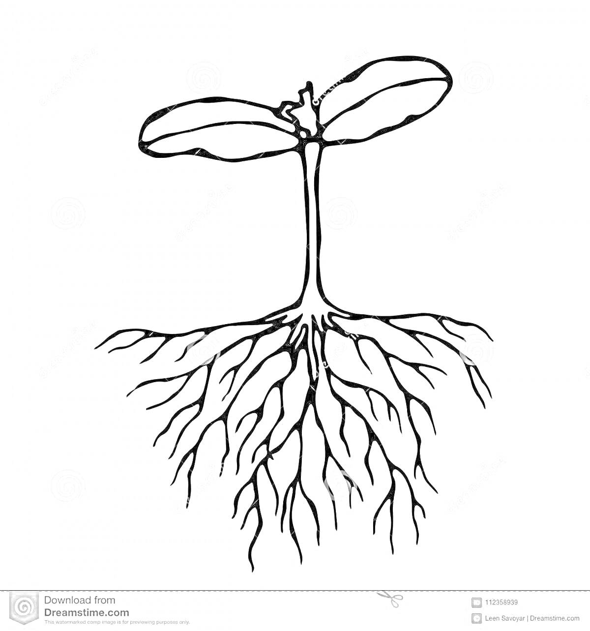 Раскраска Росток с листьями и корневой системой