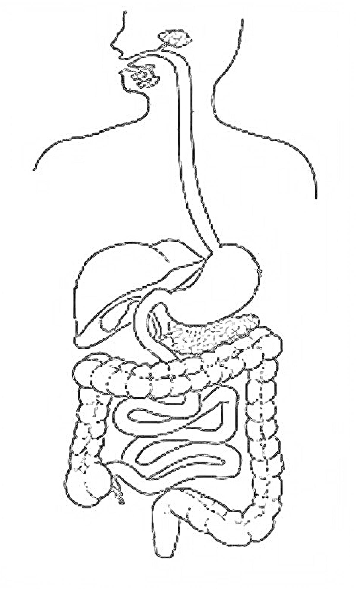 Раскраска Пищеварительная система человека (рот, пищевод, желудок, печень, поджелудочная железа, тонкий кишечник, толстый кишечник, прямая кишка)