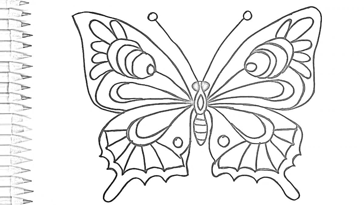 На раскраске изображено: Бабочка, 4-5 лет, Узоры, Насекомое, Творчество, Карандаши, Для детей, Контурные рисунки