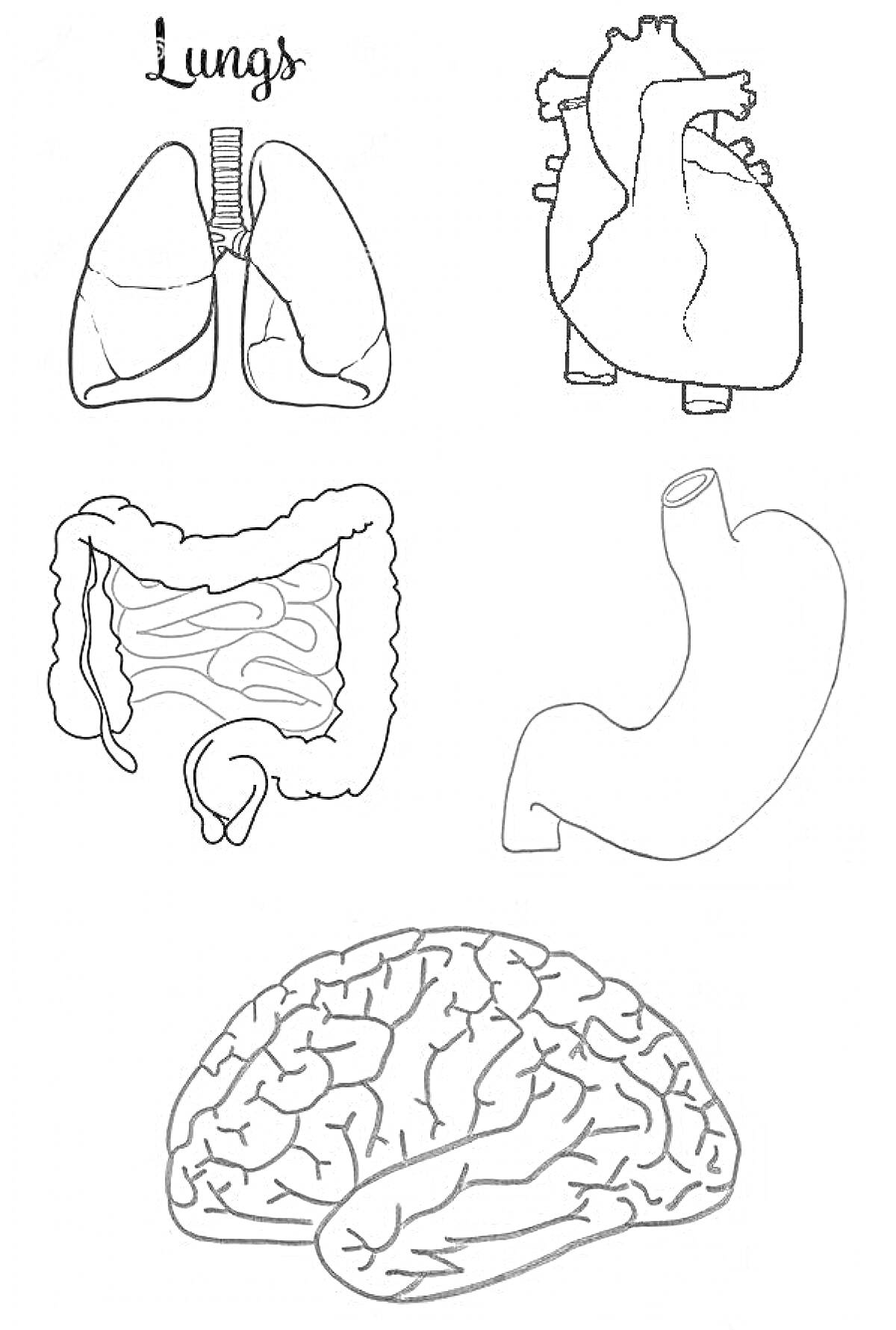 Раскраска Органы человека для детей - легкие, сердце, желудок, кишечник, мозг