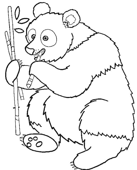 На раскраске изображено: Медведь, Бамбук, Листья, Животные, Контурные рисунки, Панды