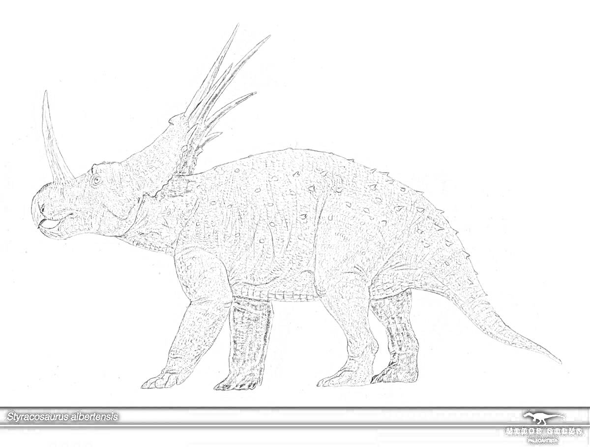 Раскраска Стиракозавр, динозавр с тремя рогами и костяным воротником
