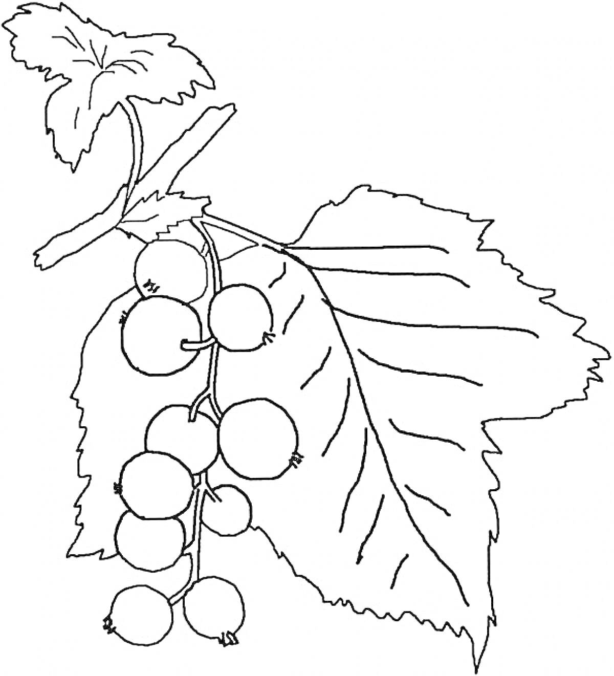 Раскраска Ветка смородины с листьями и ягодами