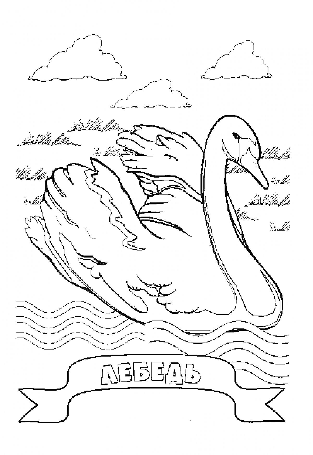 На раскраске изображено: Лебедь, Птица, Вода, Облака, Природа, Волны, Перья