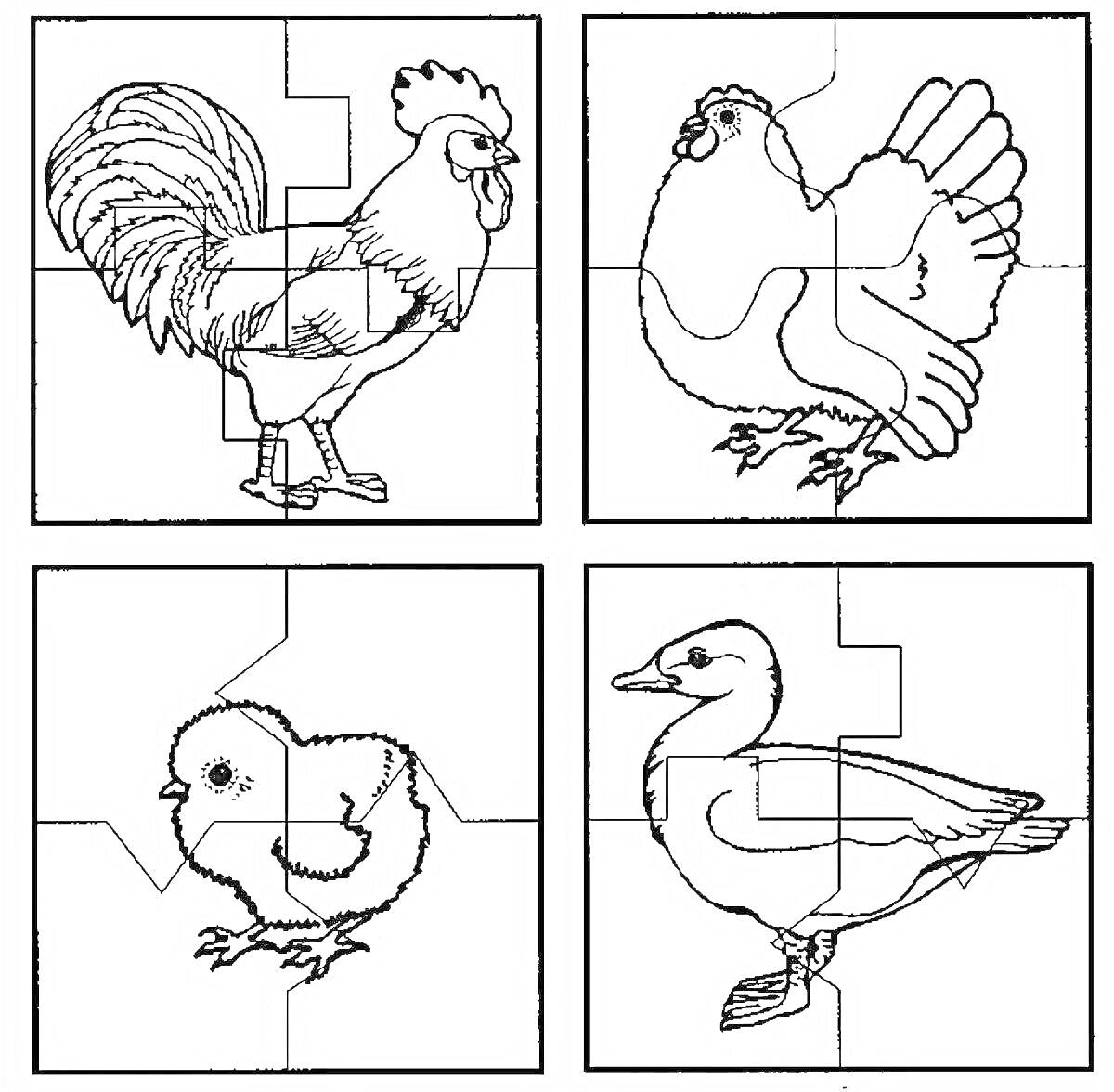 Раскраска Раскраска с петухом, курицей, цыпленком и уткой