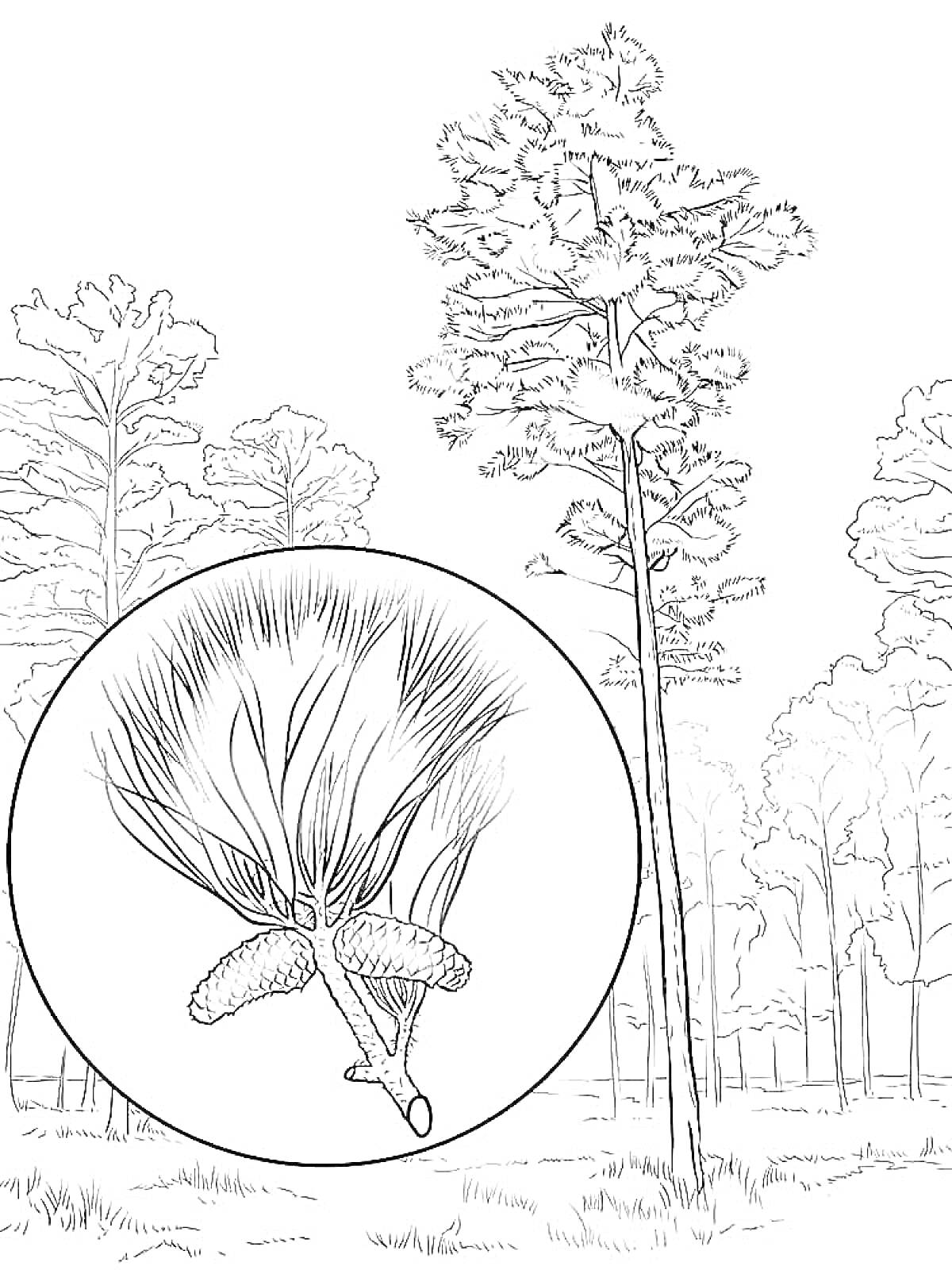 На раскраске изображено: Сосна, Лес, Хвоя, Шишки, Природа, Деревья, Ботаника, Растительность, Хвойные деревья
