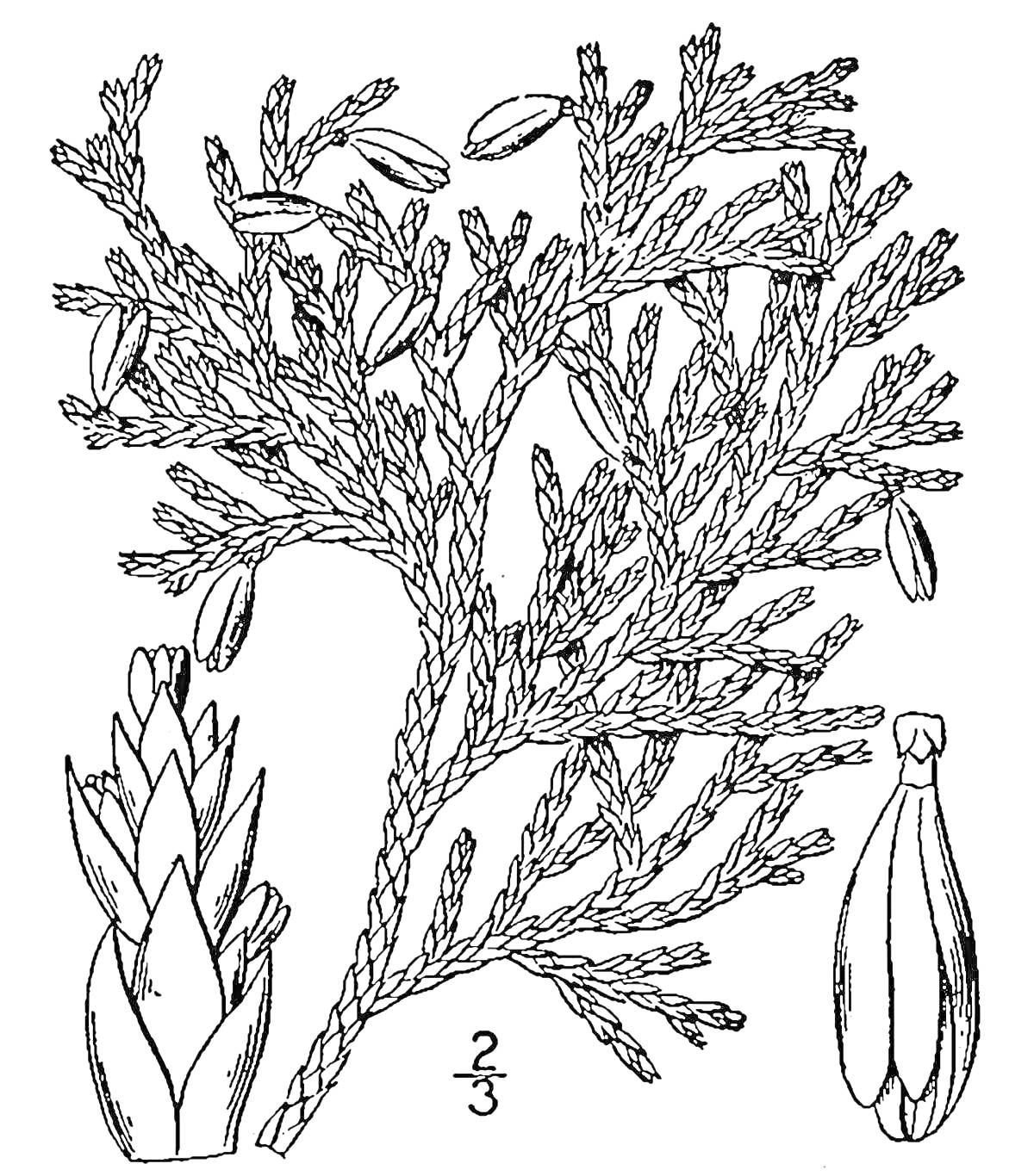 Раскраска Ветвь можжевельника с побегами, листьями и шишками