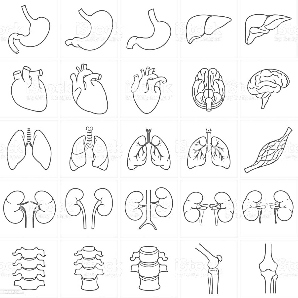Раскраска Органы человека - желудок, печень, сердце, головной мозг, лёгкие, мышца, почки, позвоночник, сустав