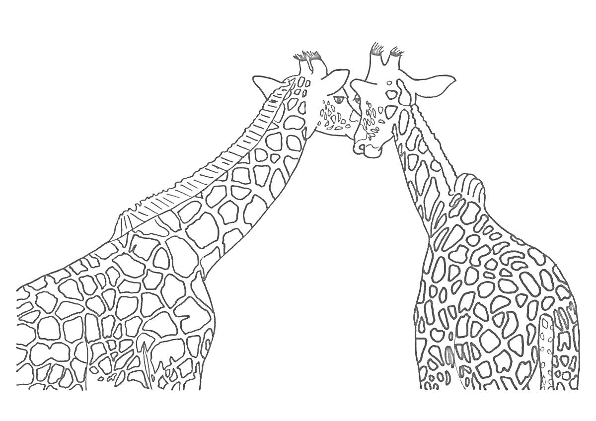 На раскраске изображено: Жирафы, Животные, Пятна