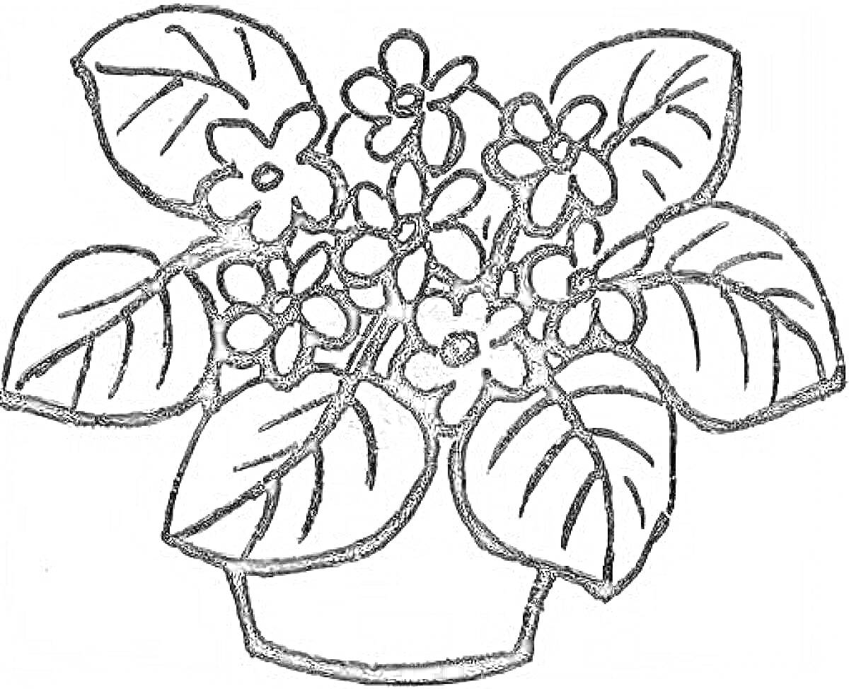 На раскраске изображено: Фиалка, Листья, Растения, Цветы