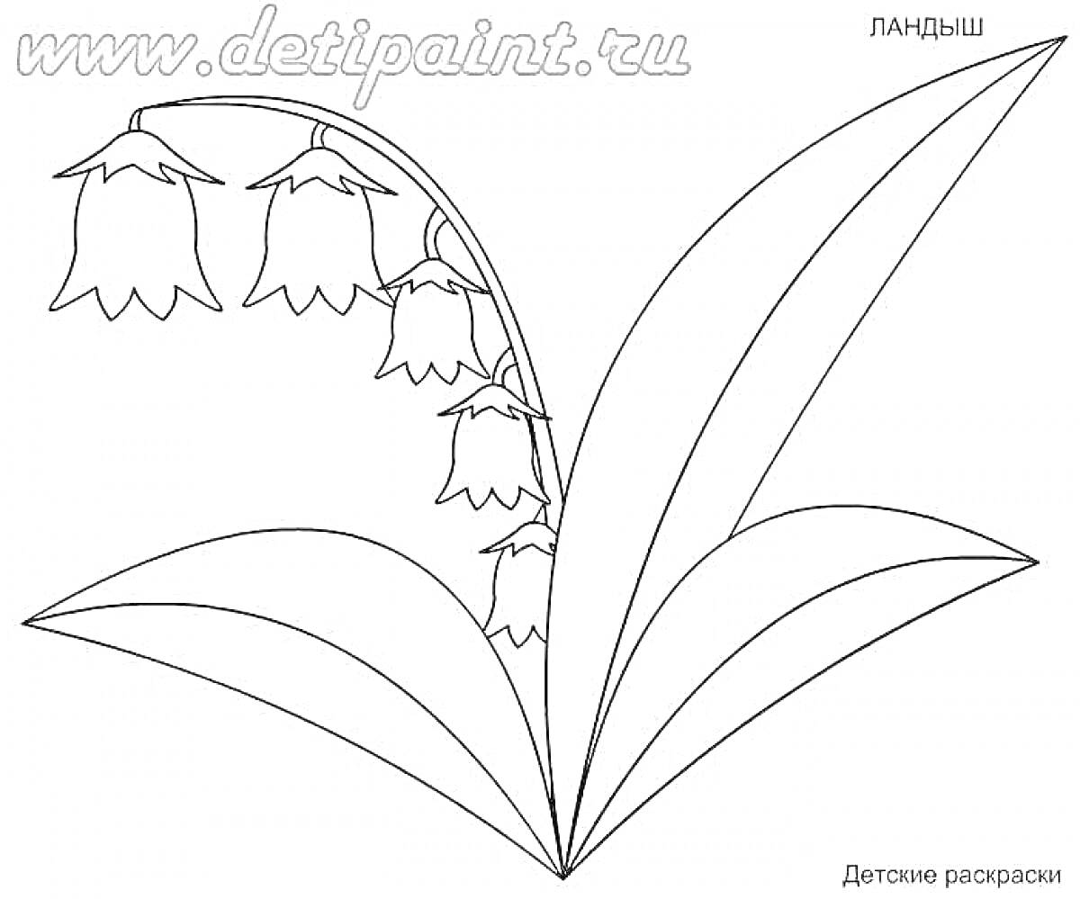 Раскраска Ландыш с колокольчатыми цветами и листьями