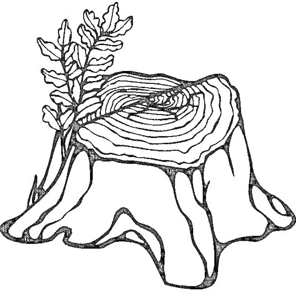 На раскраске изображено: Пенёк, Листья, Распил, Природа