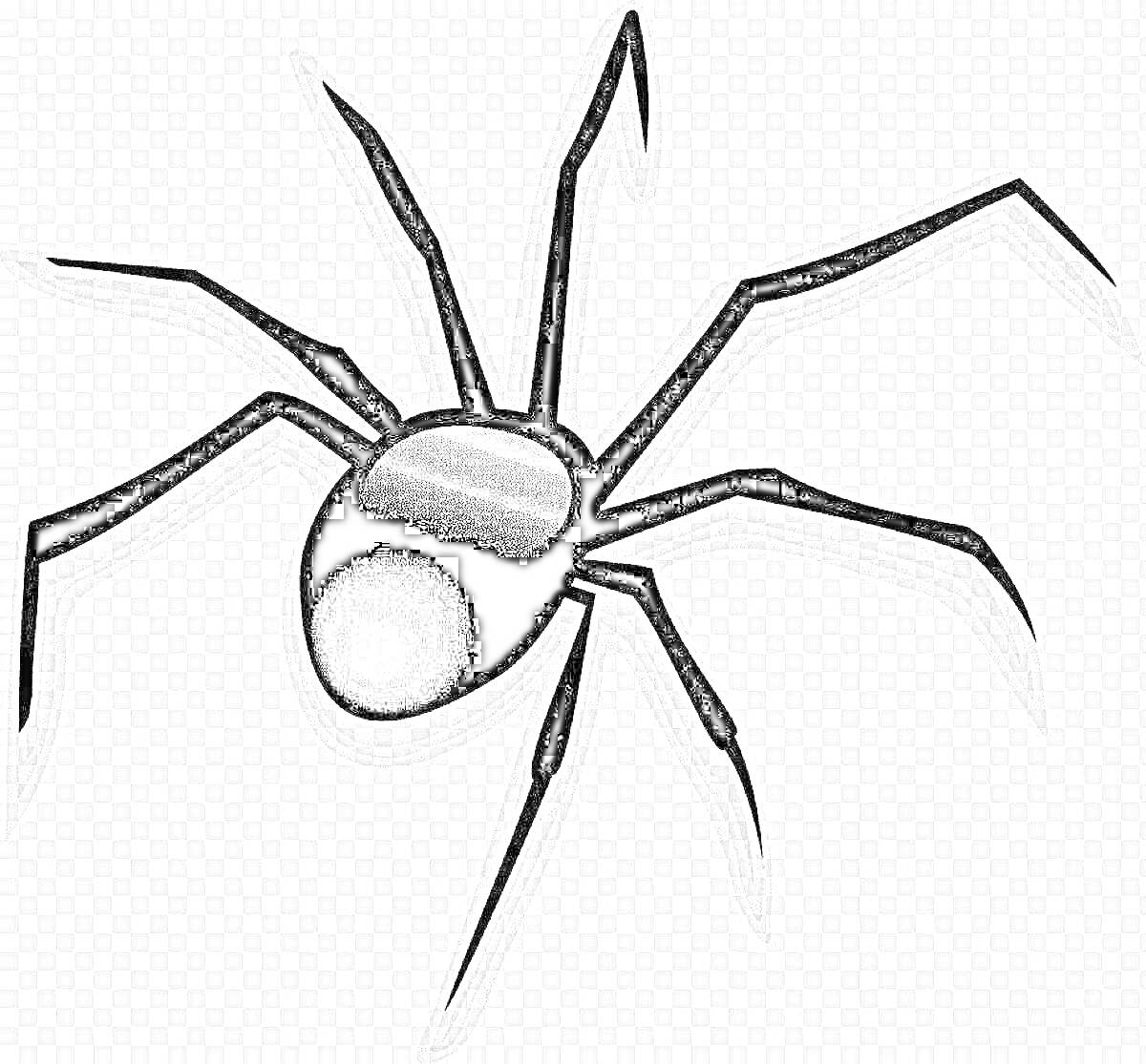 Раскраска Черная вдова паук с восемью лапами