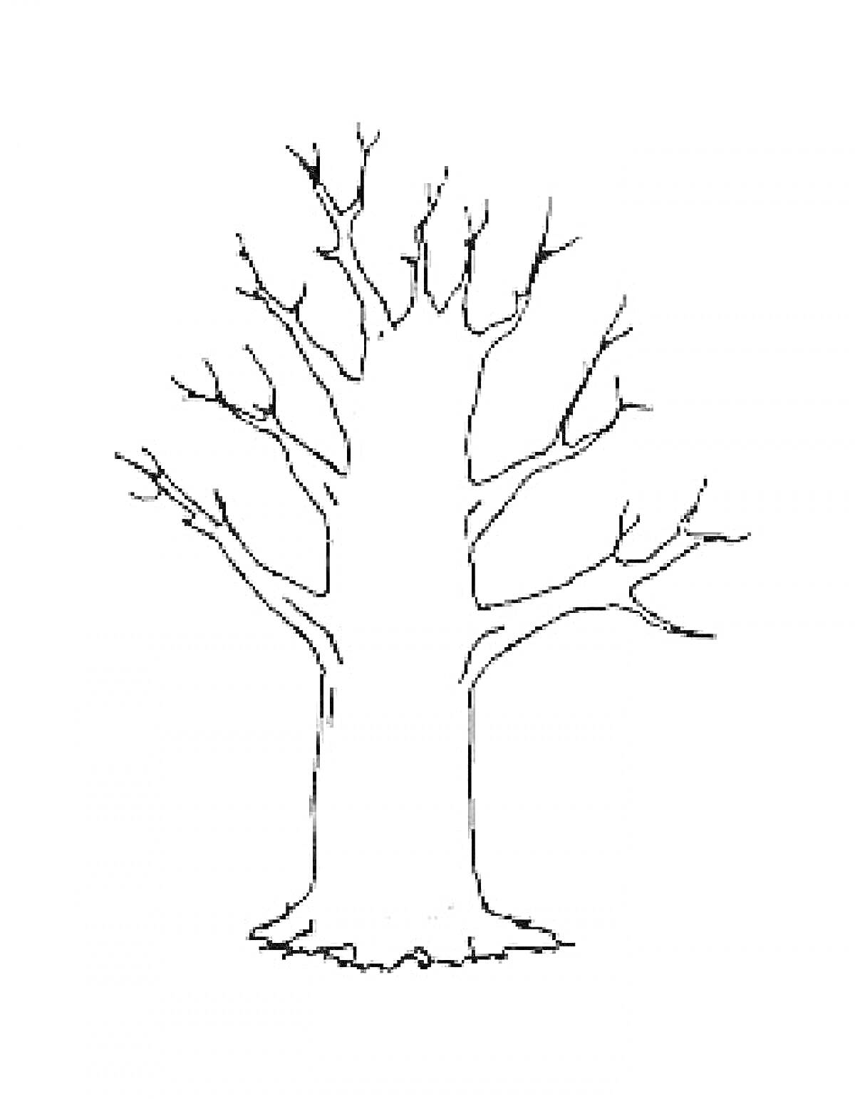 Раскраска Дерево без листьев с корой и ветвями для раскрашивания