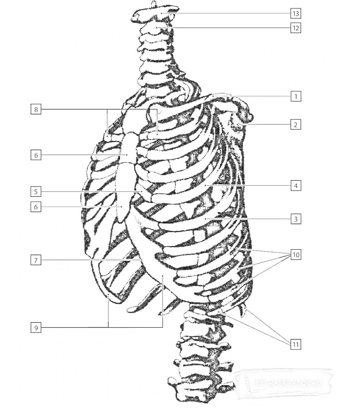 На раскраске изображено: Анатомия, Скелет, Грудная клетка, Позвоночник, Рёбра, Медицинская иллюстрация, Учебник