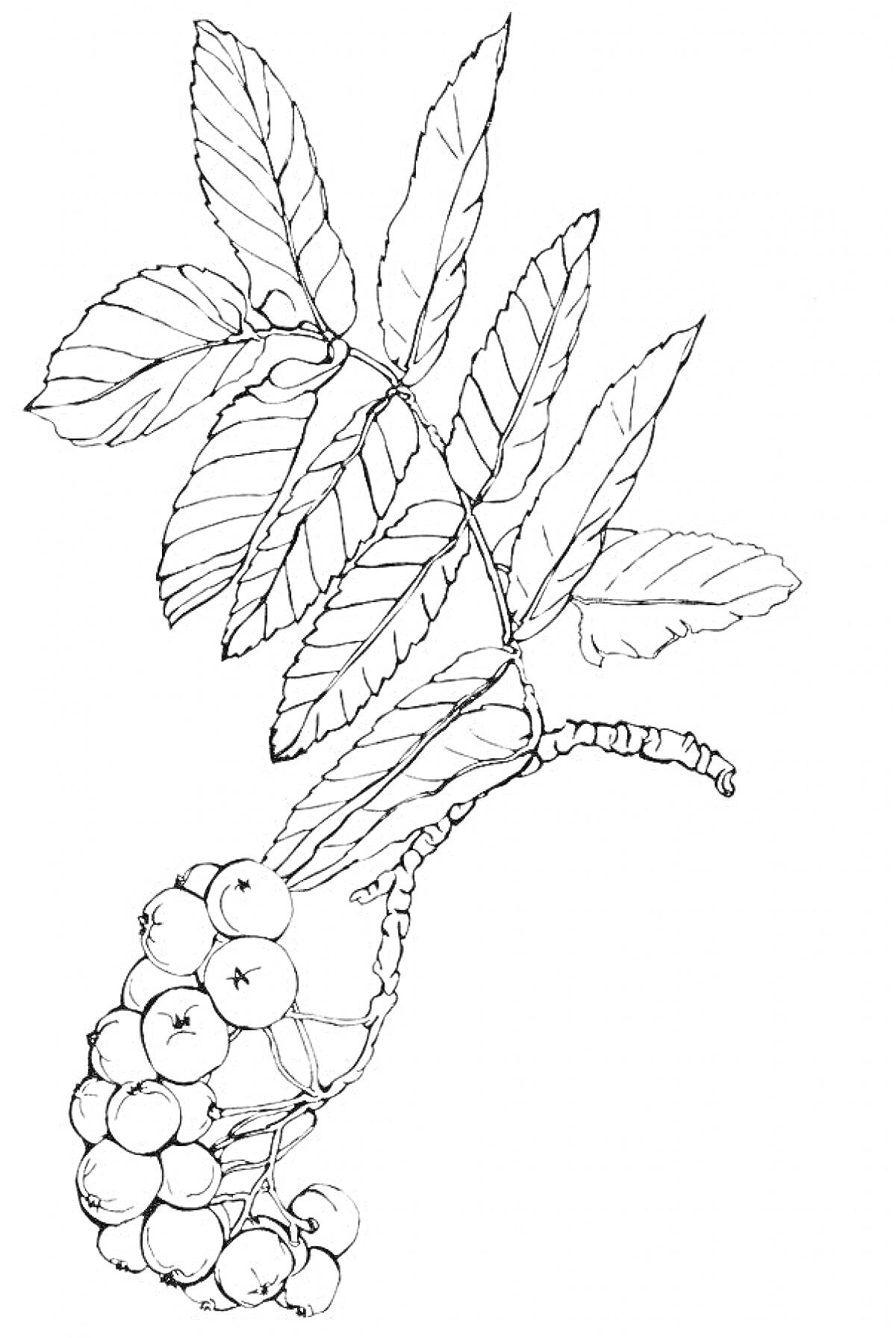 Раскраска Ветка рябины с листьями и ягодами