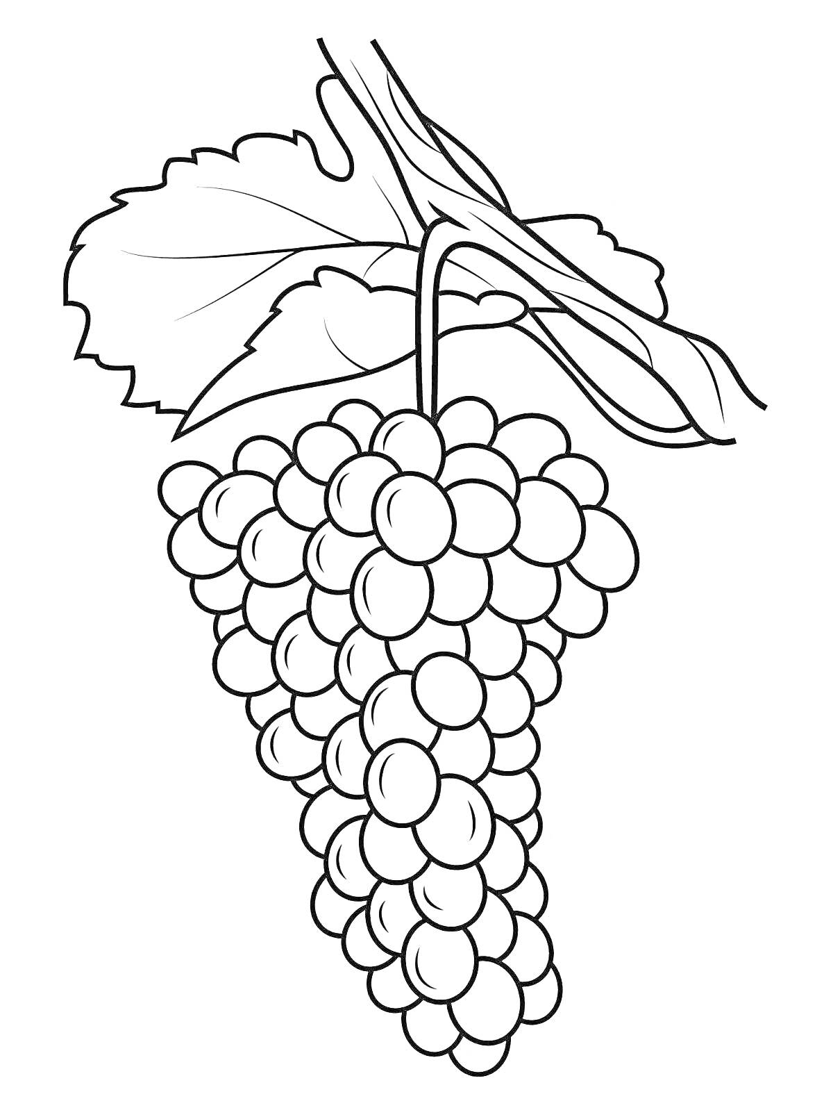 На раскраске изображено: Виноград, Гроздь, Ягоды, Листья, Ветка, Природа, Плоды