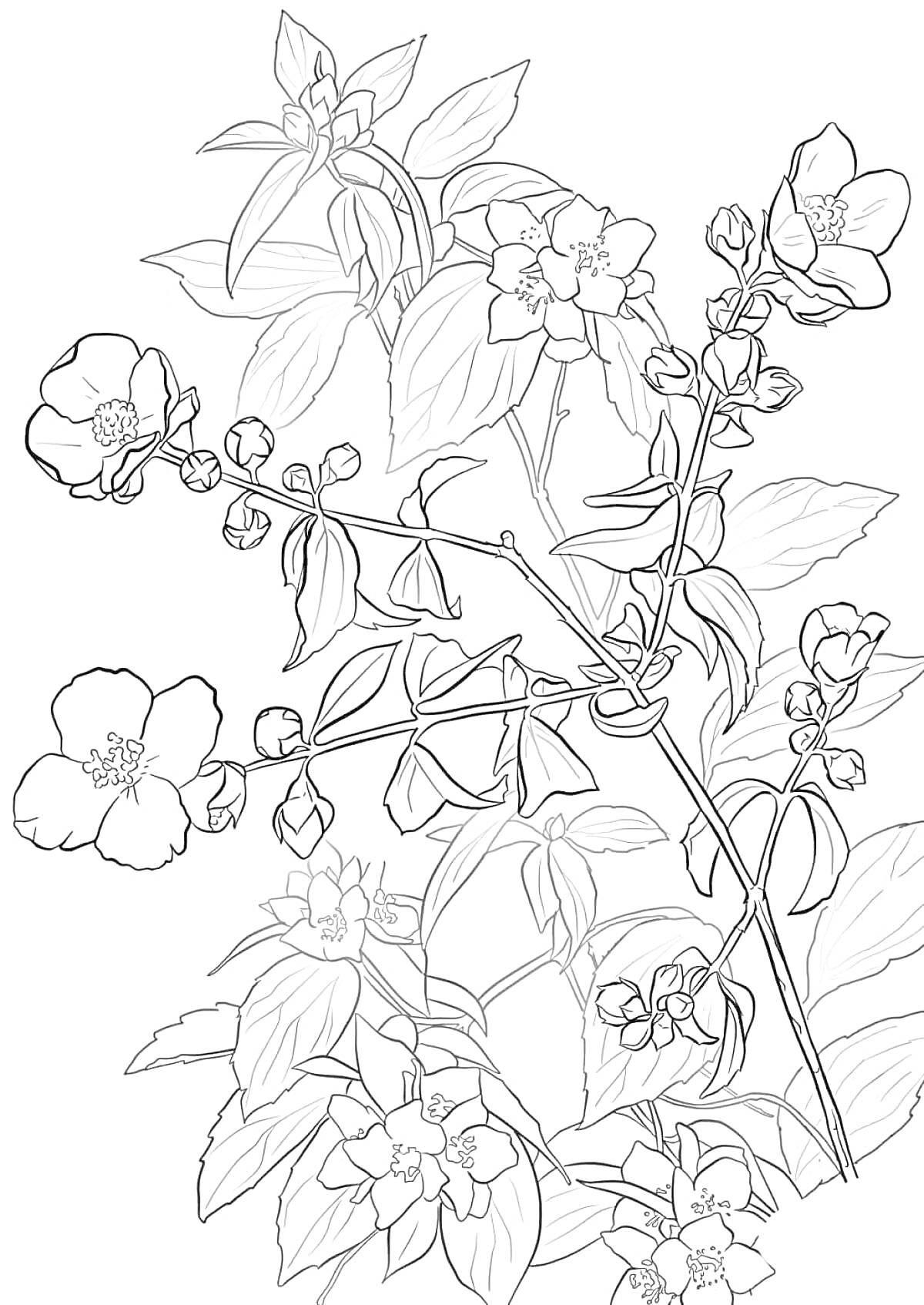 На раскраске изображено: Жасмин, Цветы, Листья, Природа, Бутон