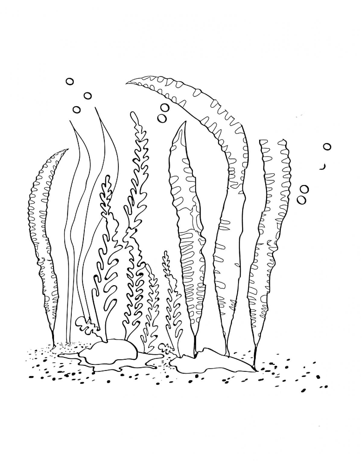 На раскраске изображено: Подводные растения, Водоросли, Пузыри, Море, Камни, Иллюстрация, Океаны