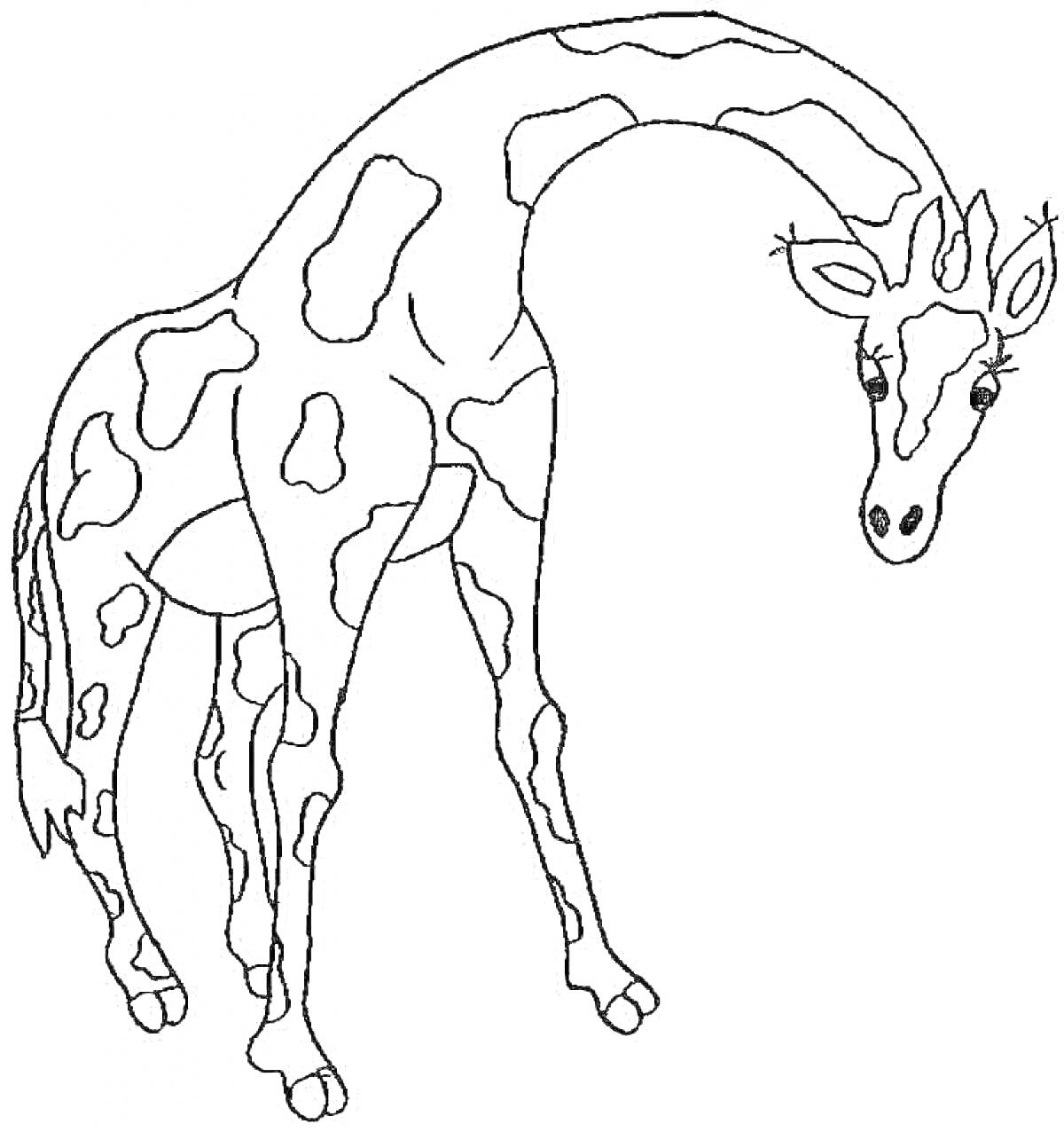Раскраска Жираф, опустивший голову