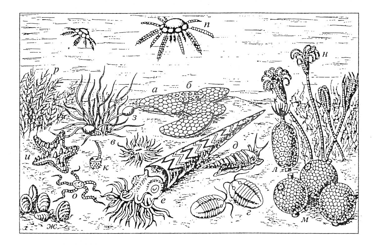Раскраска Животные и растения палеозойской эры, включая морские лилии, кистепёрные рыбы, белемниты, аммониты, трилобиты, кораллы, водоросли и губки
