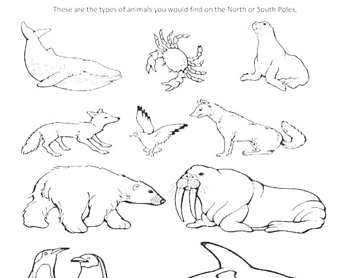 Раскраска Кит, краб, тюлень, олень, птица, лиса, белый медведь, морж, два пингвина, косатка