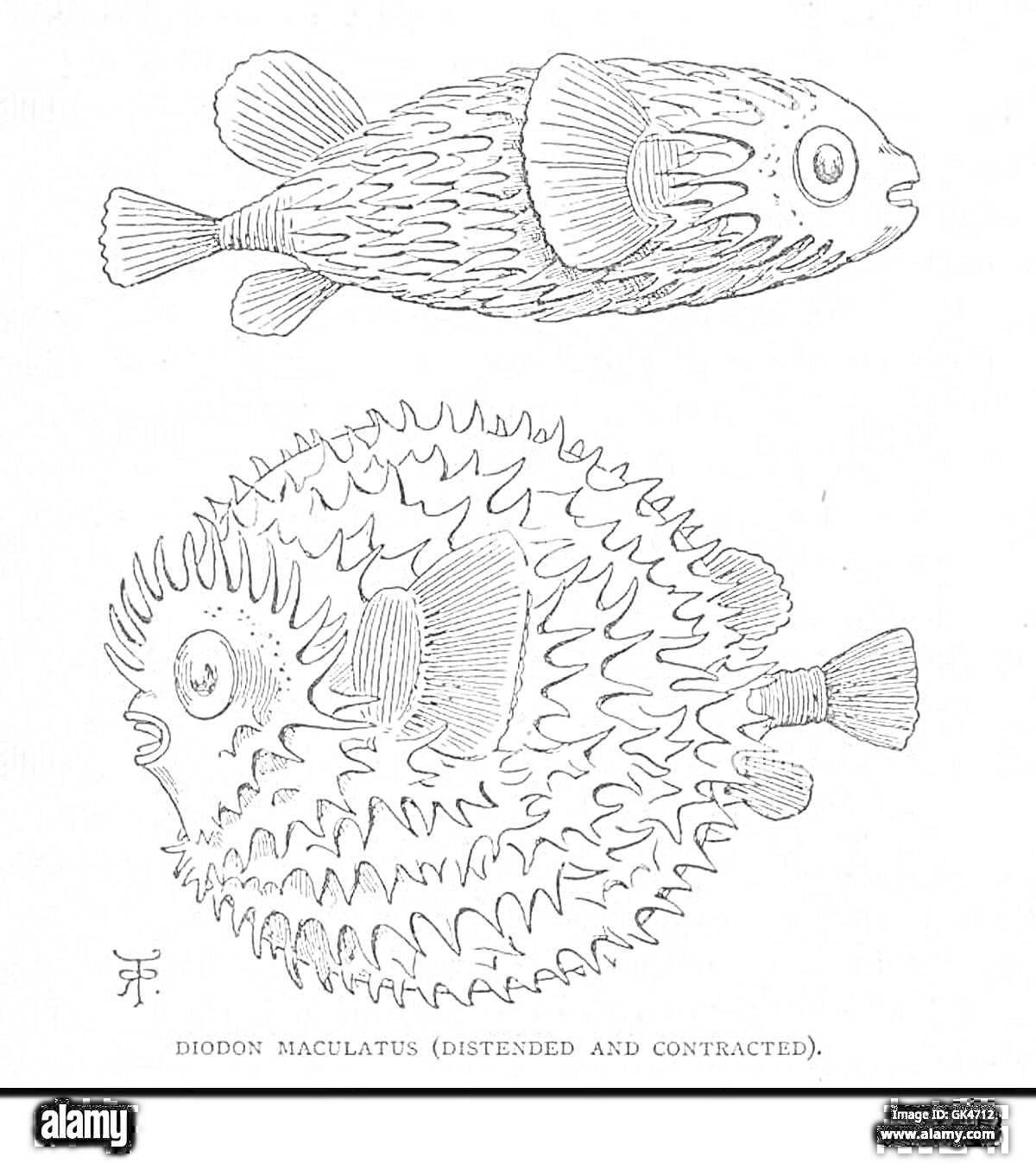 На раскраске изображено: Рыба, Еж, Морская жизнь, Природа, Море, Биология