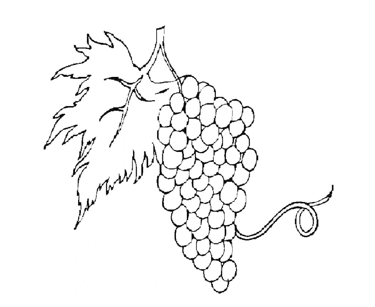 Раскраска Гроздь винограда с листьями и усиками