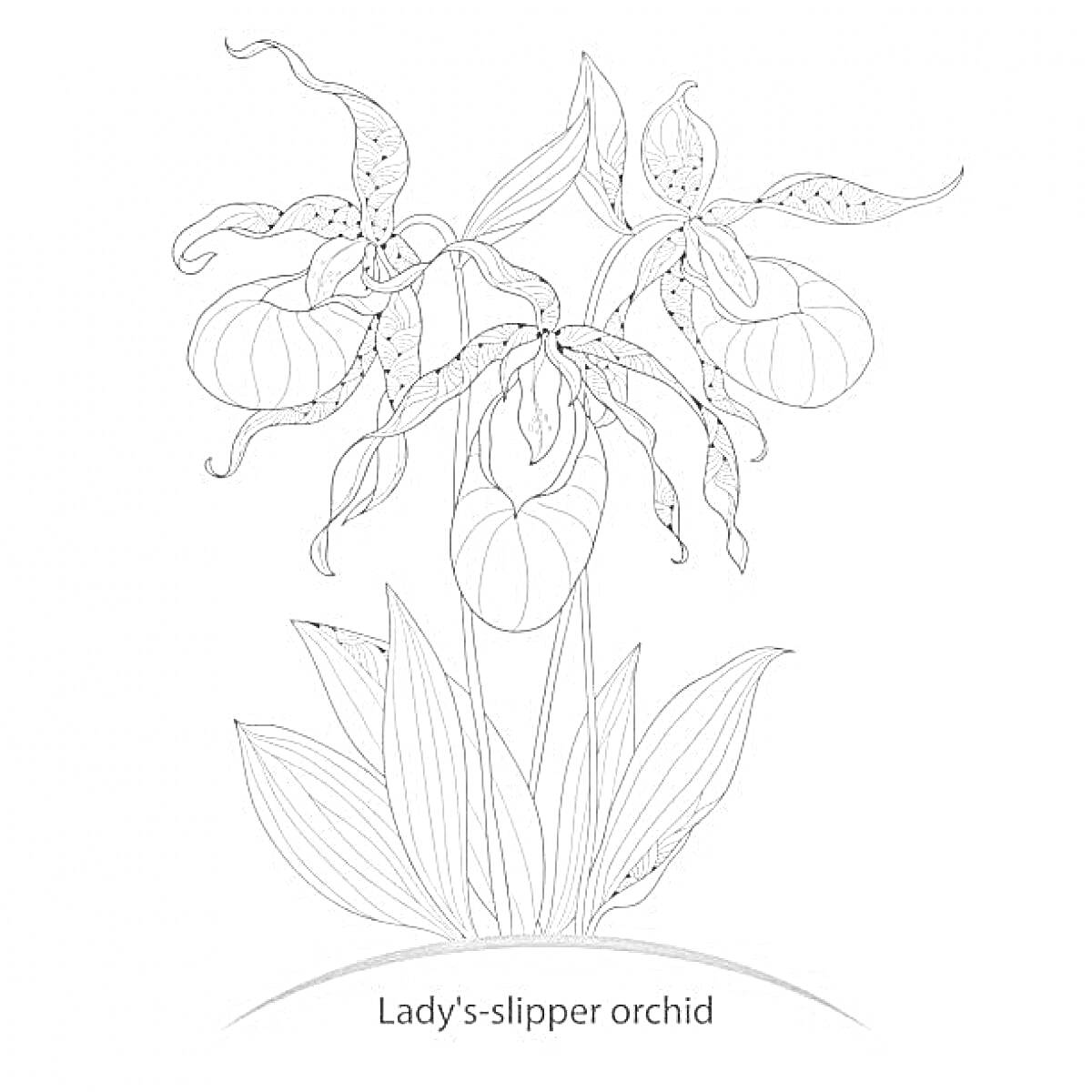 На раскраске изображено: Венерин башмачок, Орхидея, Листья, Ботаника, Природа