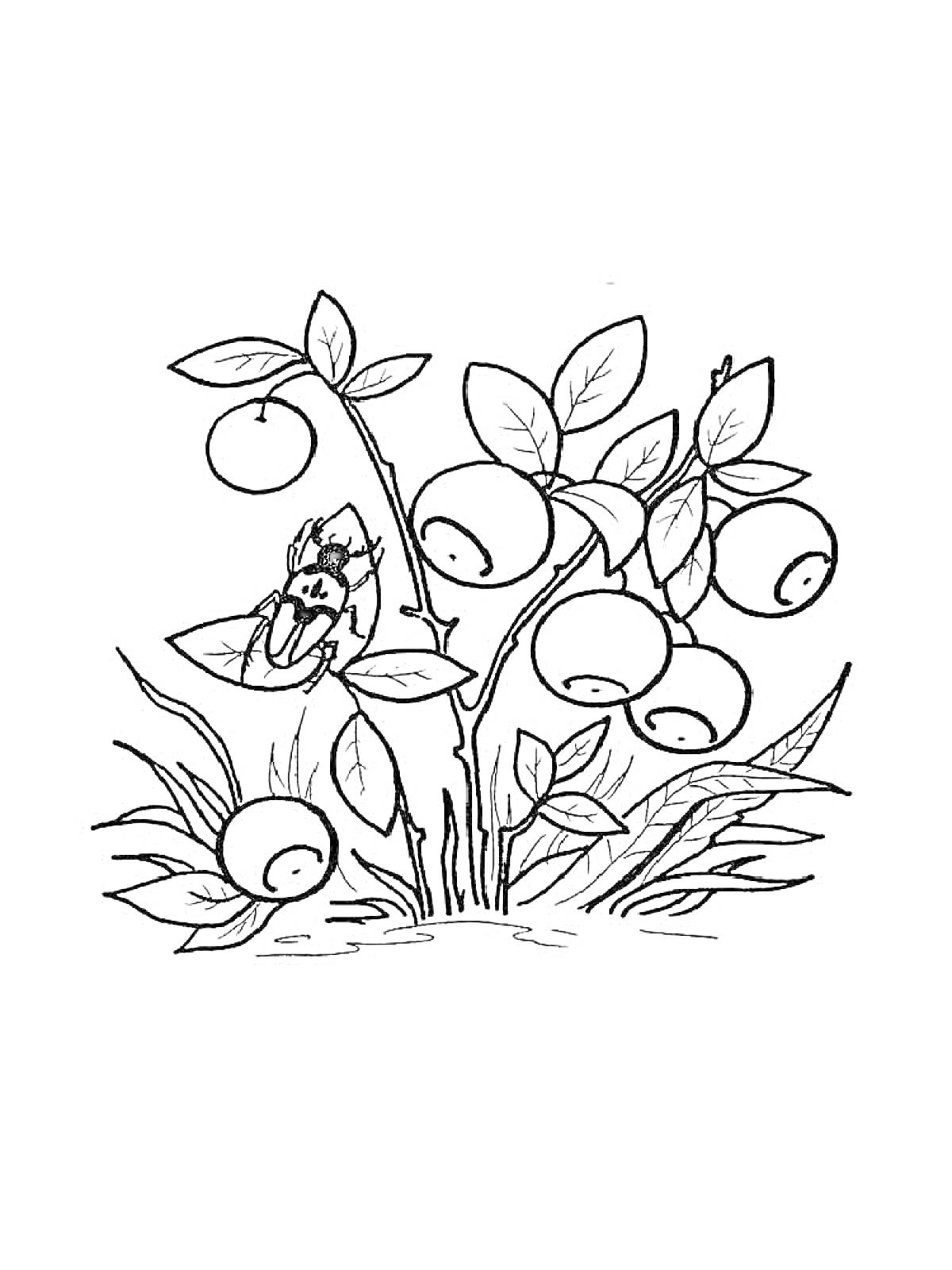 Раскраска Черника с листьями, ягодами и жуком
