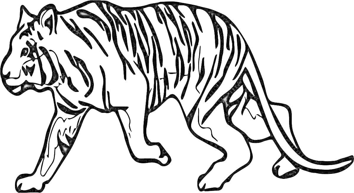 Раскраска Саблезубый тигр, идущий в профиль