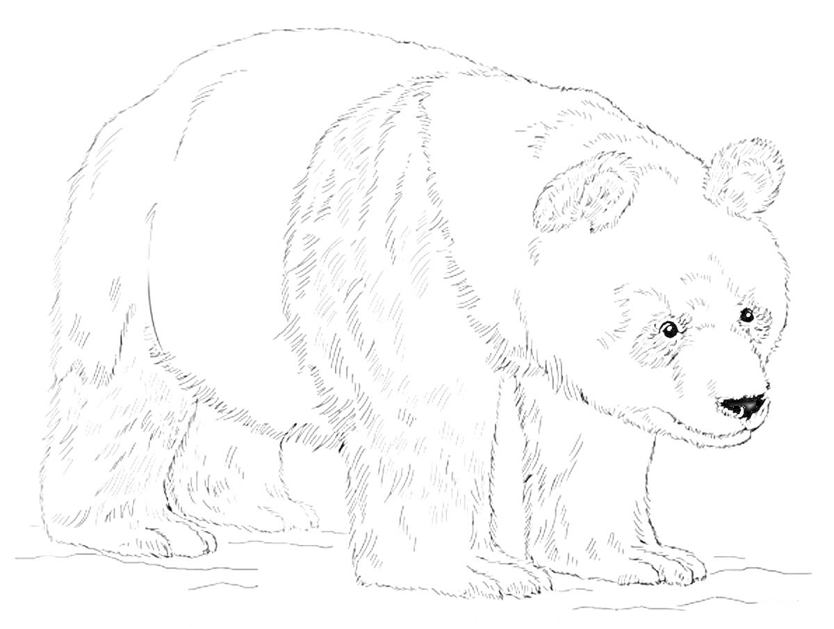 На раскраске изображено: Бурый медведь, Дикие животные, Звери, Природа, Животные леса
