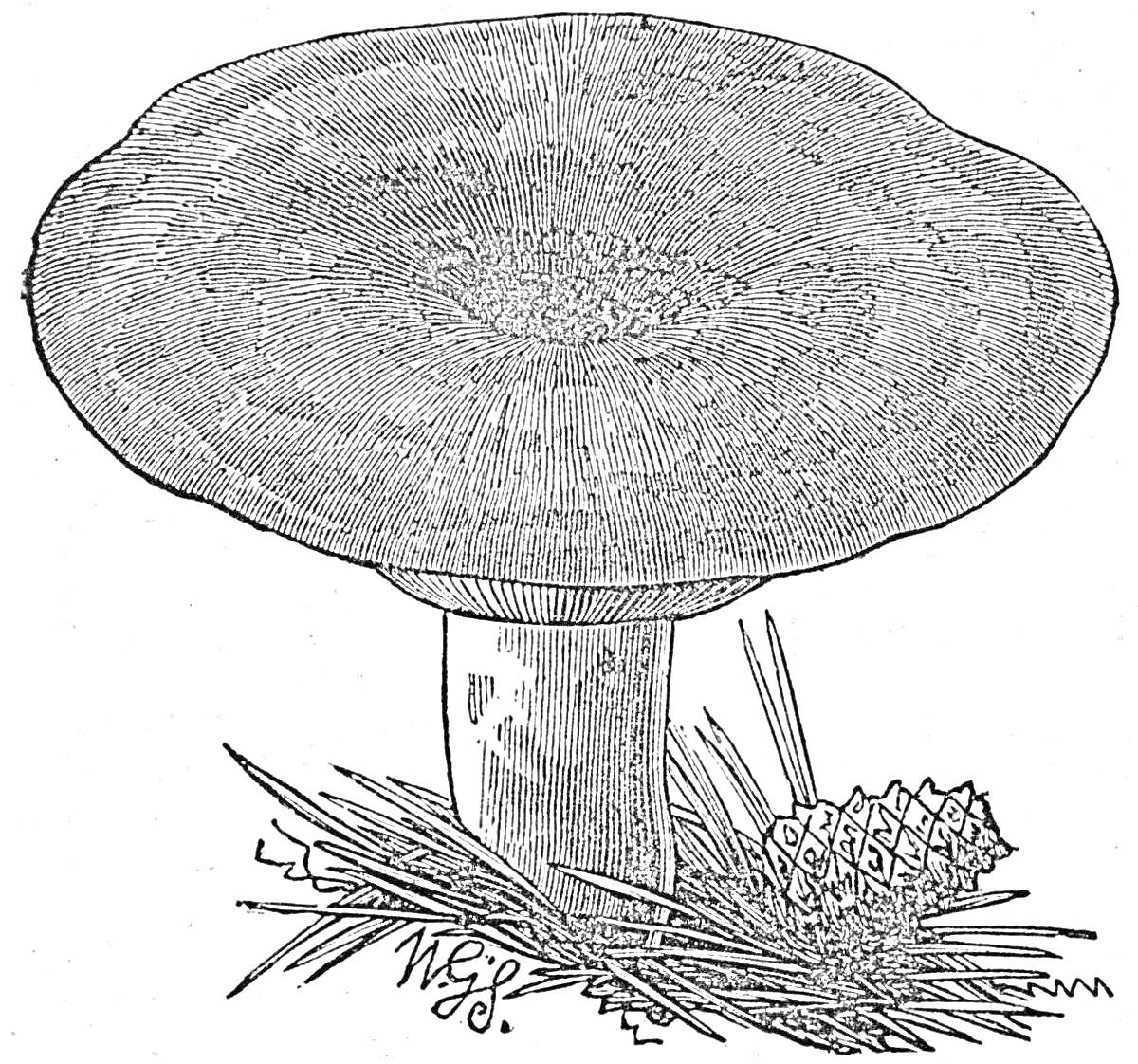 На раскраске изображено: Груздь, Хвоя, Природа, Лес, Иллюстрация, Ботаника