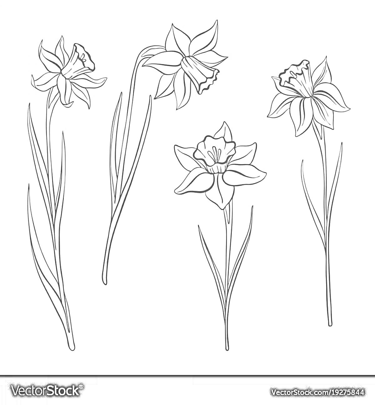 Раскраска Четыре цветка с длинными стеблями и крупными лепестками в раскраске