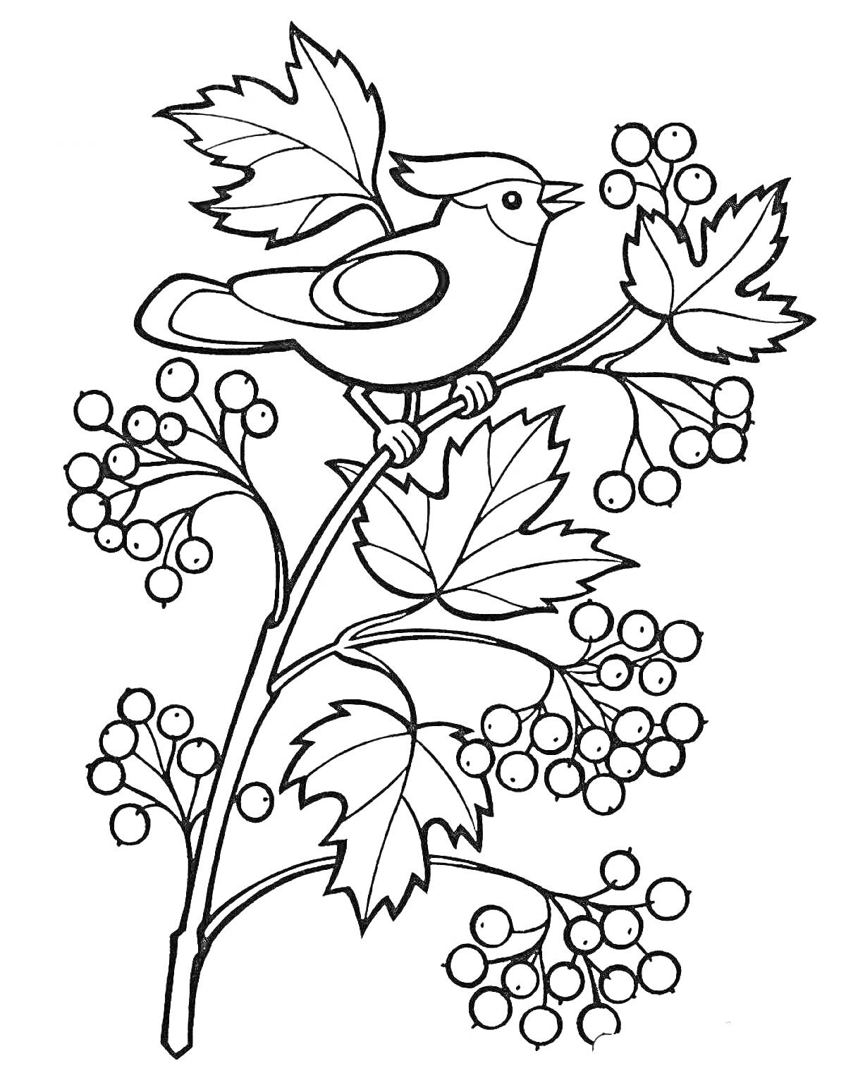 На раскраске изображено: Калина, Ягоды, Листья, Птица, Природа