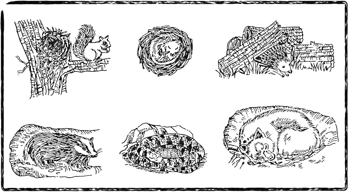 Раскраска Набор зимних берлог с разными животными: белка на дереве, птица в гнезде, ёж в стоге, барсук в норе, медведь в берлоге, лиса в яме