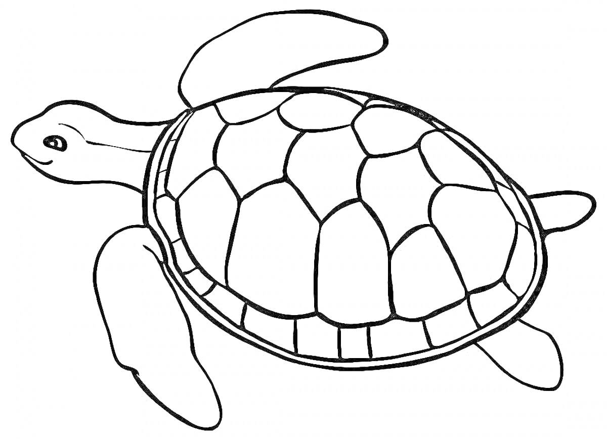 На раскраске изображено: Черепаха, Природа, Морская черепаха, Панцирь, Фауна, Плавники