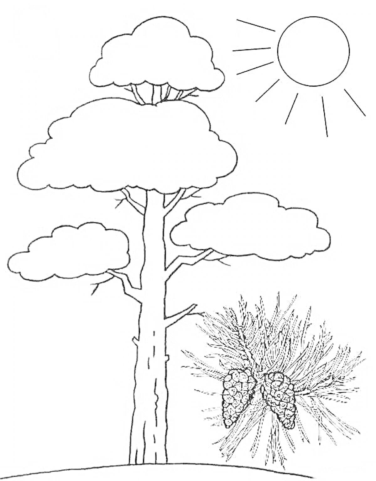 На раскраске изображено: Сосна, Шишки, Солнце, Природа, Для детей, Лес, Ботаника