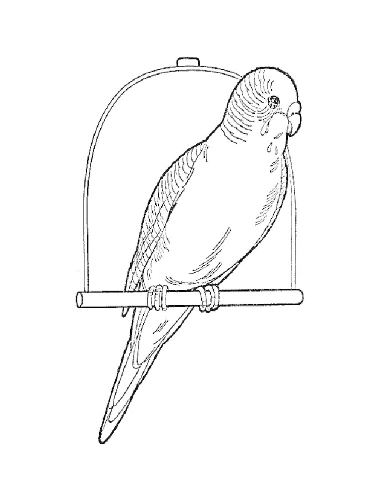 Раскраска Волнистый попугай на жердочке внутри клетки