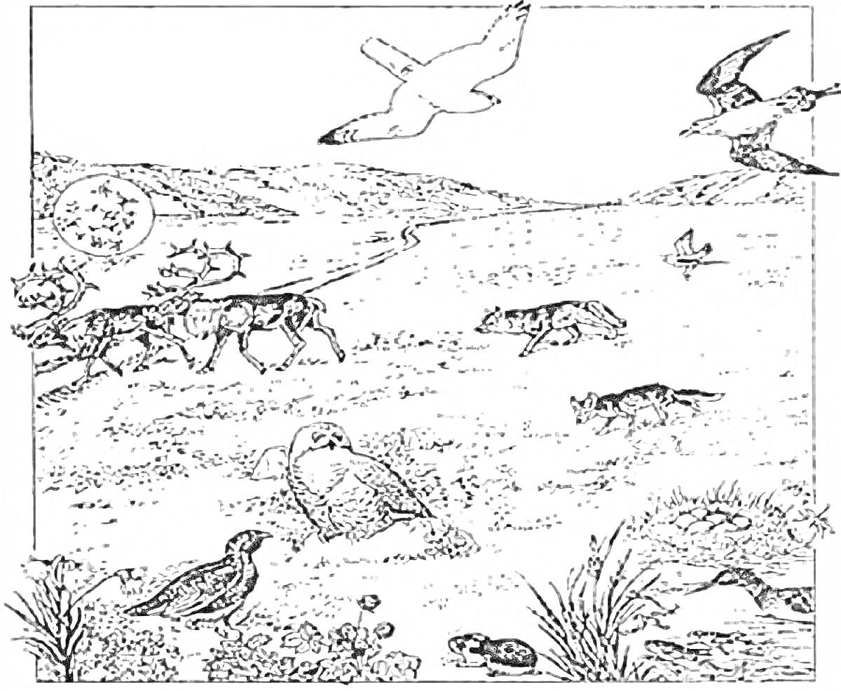 Раскраска Арктическая тундра с северным оленем, белой совой, лисой, волком, леммингом и различными птицами