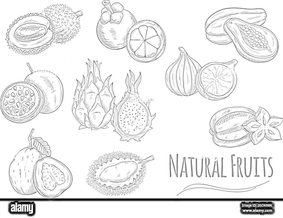 Раскраска Разные тропические фрукты, включая маракуйю, ананас, личи, мангостан, папайю, фиги, питахайю и дуриан