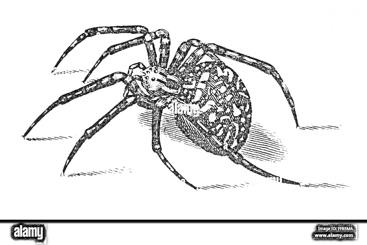 Раскраска Паук крестовик на линии, вид сбоку, закрашенные узоры на спине, длинные лапы, линия под пауком