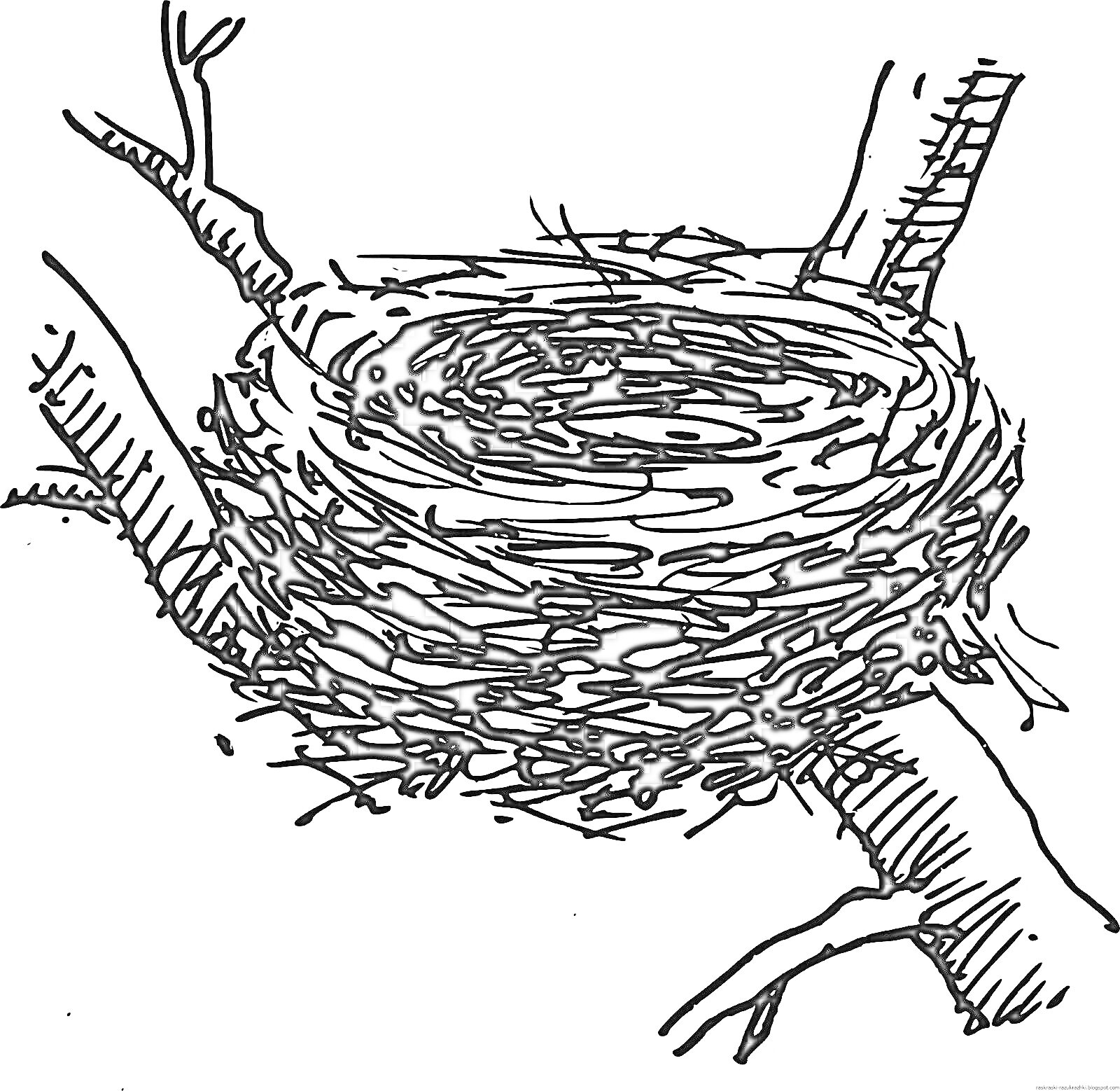 Раскраска Птичье гнездо на ветках дерева