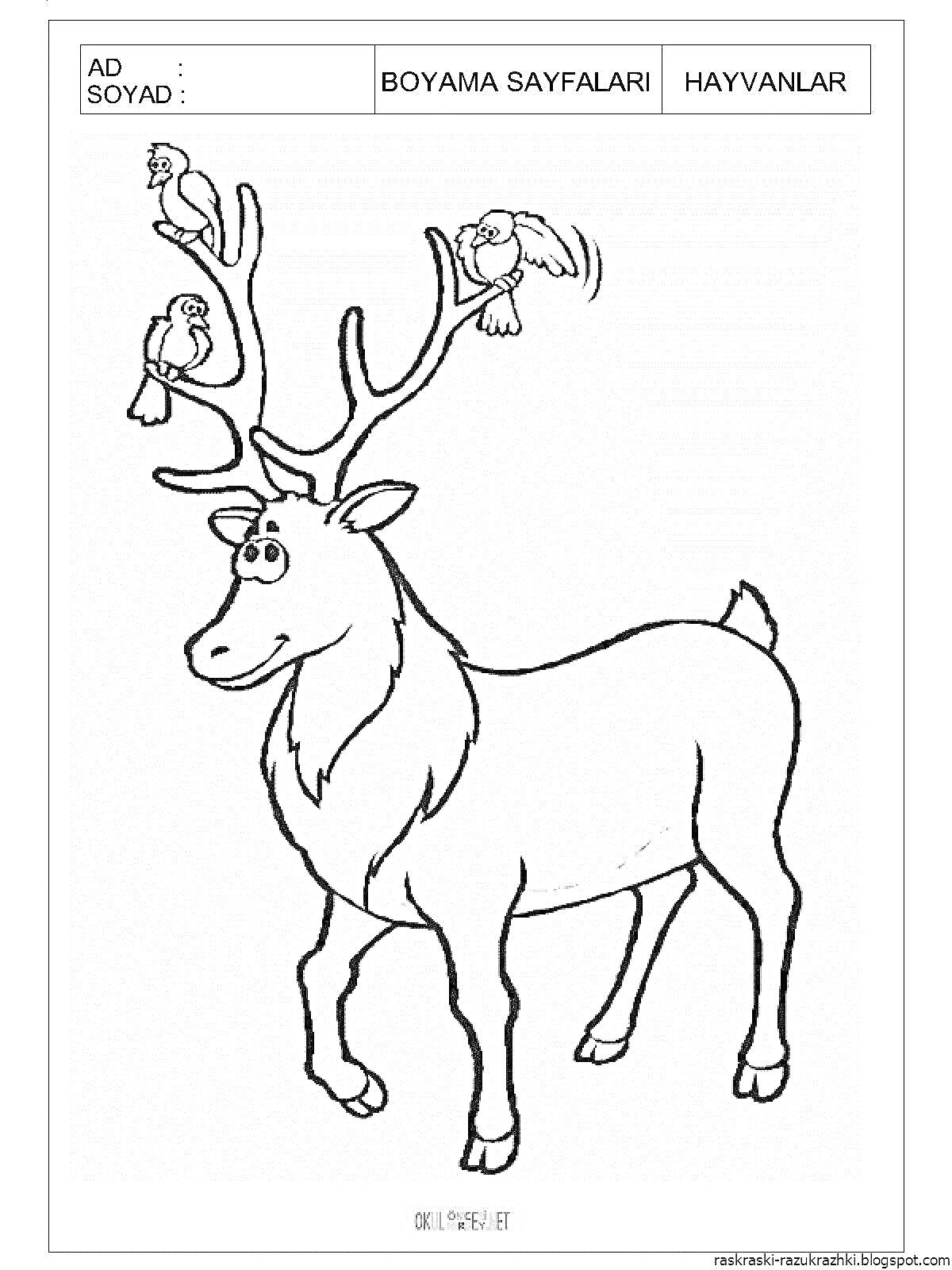 Раскраска Олень с тремя птицами на рогах